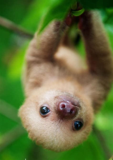A baby sloth has been born at Dudley Zoo for the first time in its 85-year history. Staff are thrilled at the arrival of the rare Linne's two-toed sloth to parents Flo …